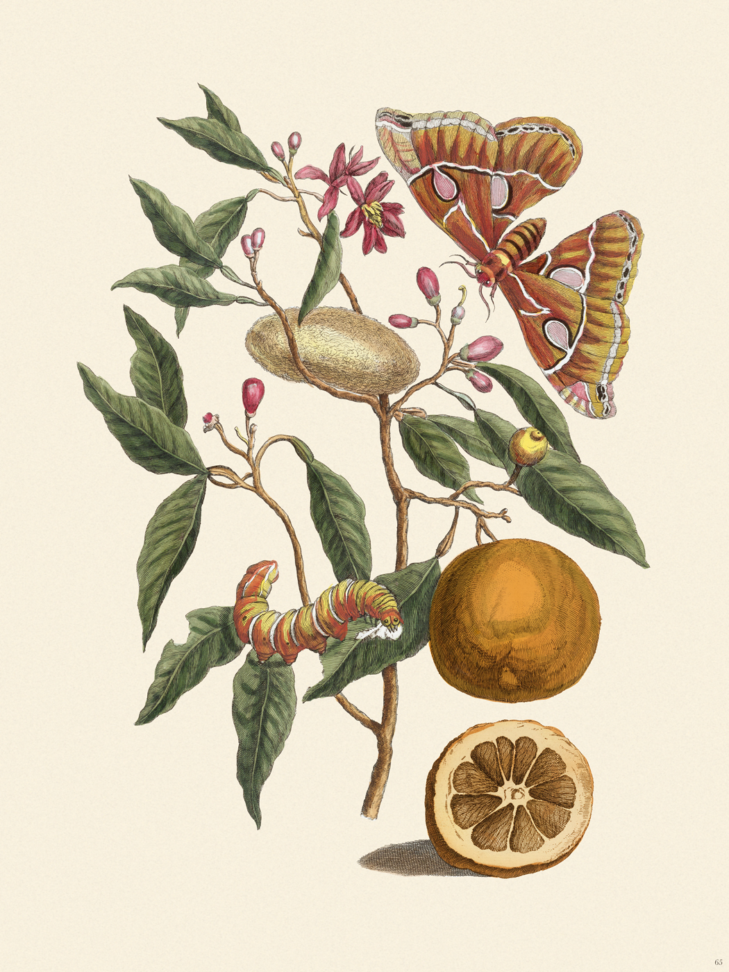 Merian Metamorphosis 65